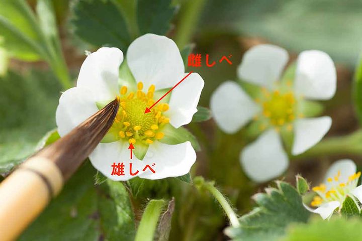 イチゴの人工授粉