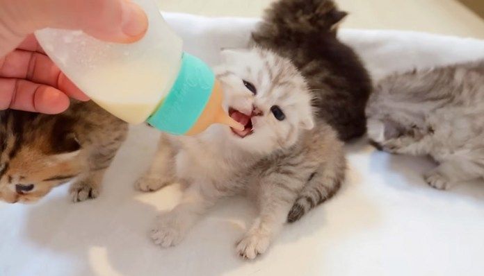 ミルクを飲む子猫