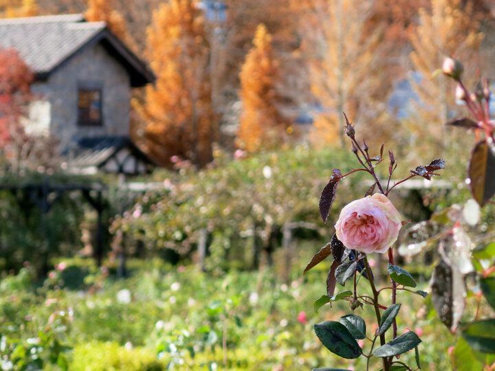 バラ香るテラス席で英国伝統のティータイムを♪ 軽井沢レイクガーデン隣接「イレブンシス ティールームス」