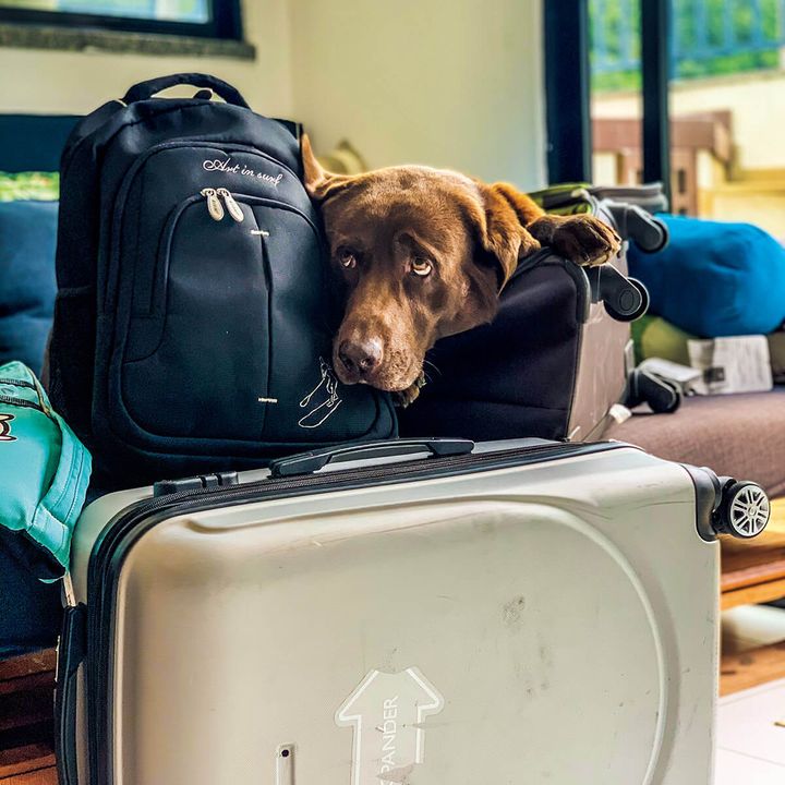 パーソナルトレーナーのイヴァン・モレイラの愛犬Bono