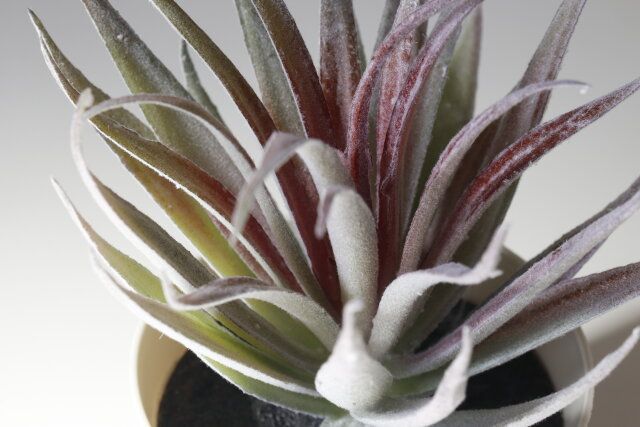 スリーコインズの値下げしたミニフェイクグリーン