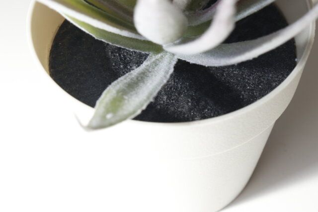 スリーコインズのお得なミニフェイクグリーン