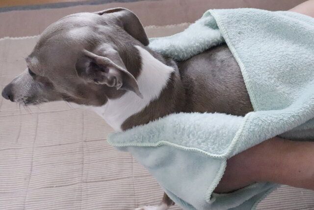 セリアの使いやすいマイクロファイバーペットタオル