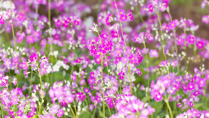 プリムラ・マラコイデス