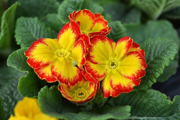 プリムラ・ジュリアン