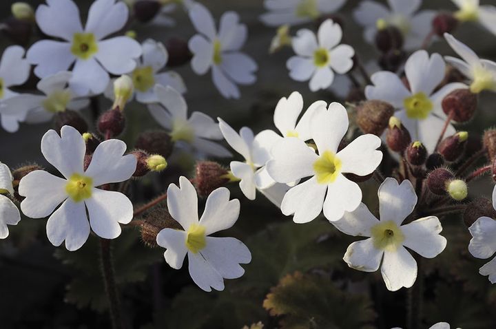 プリムラ・シネンシス