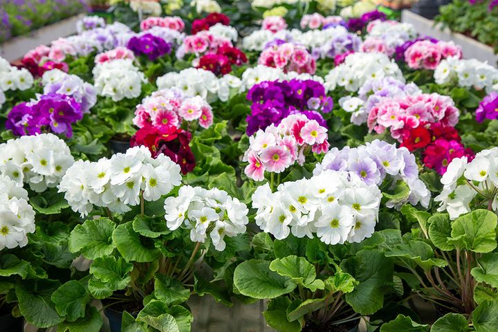 プリムラ・オブコニカ