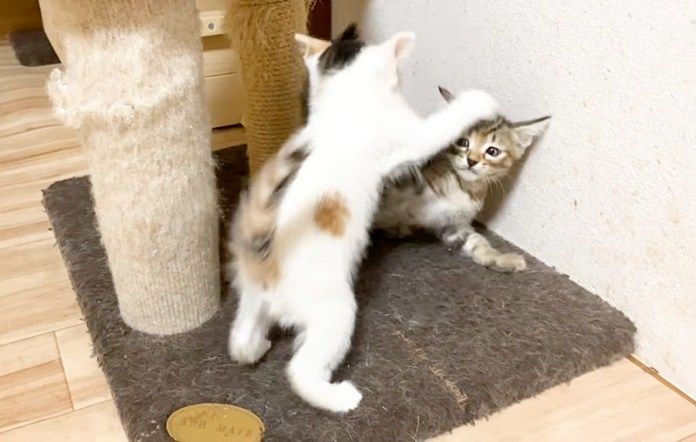 暴れる子猫達