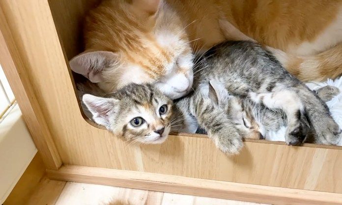 取り押さえられた子猫