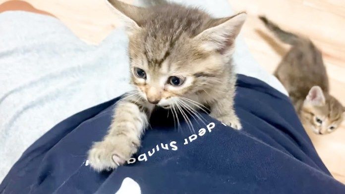 身体を登る子猫