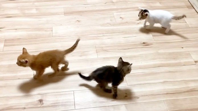 ウロウロする子猫達