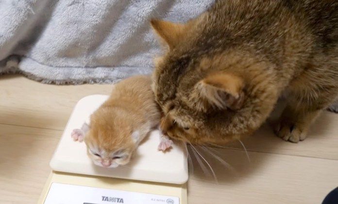 子猫が気になる母猫