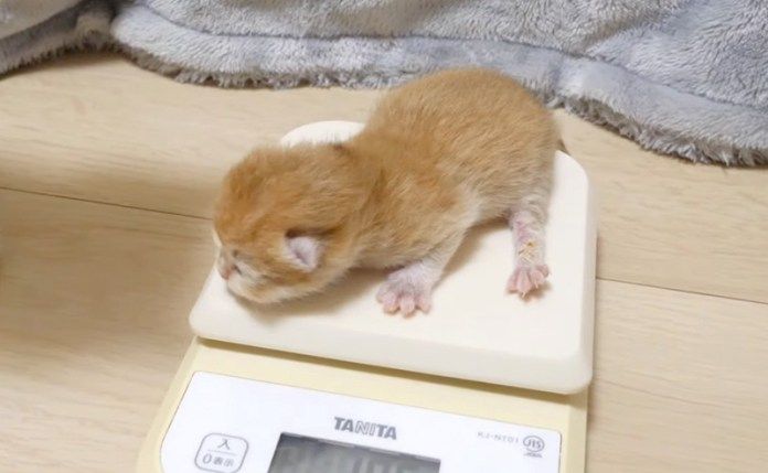 子猫の体重測定