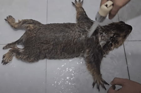 そのポーズが好きなの？ 大の字になってお風呂に入るマーモットさん