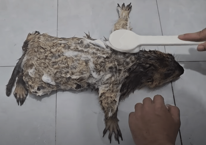 そのポーズが好きなの？ 大の字になってお風呂に入るマーモットさん