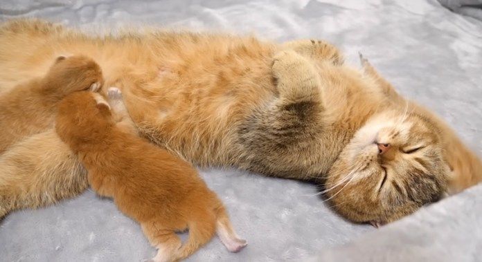母猫のミルクを飲む子猫達