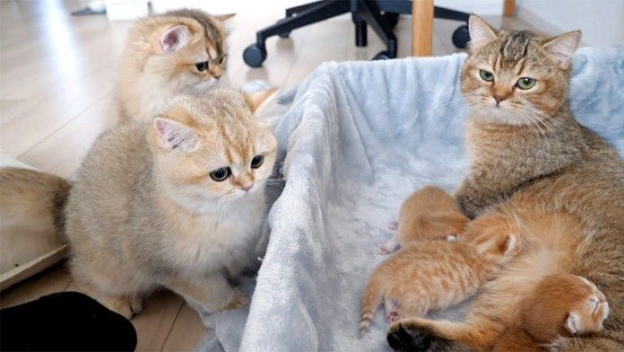 子猫達が気になる姉猫達