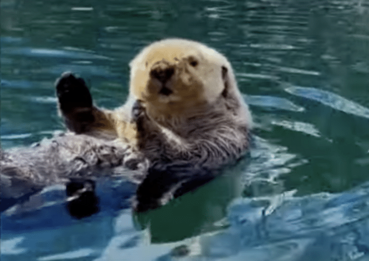 およ？ 人間に遭遇してキョトン顔のラッコちゃん♡