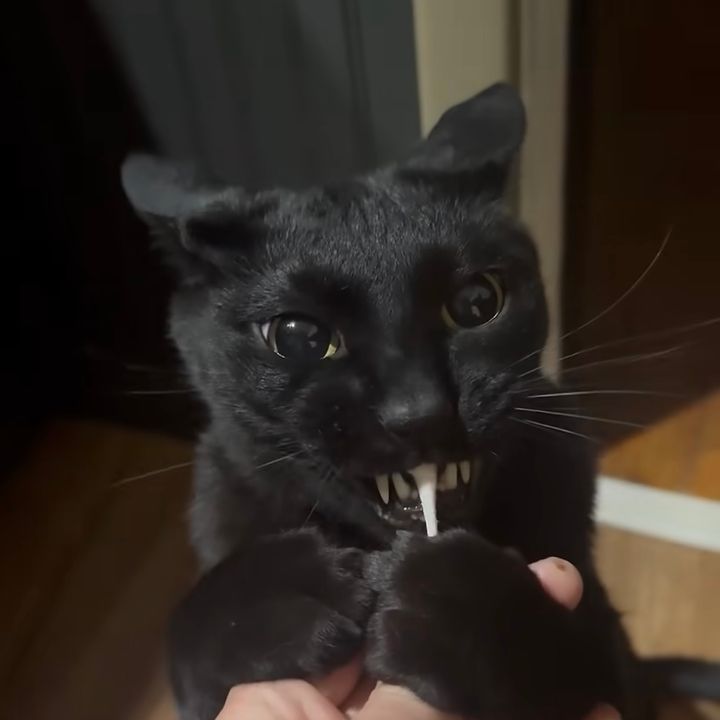 綿棒を咥えて離さぬ黒き猫、イカ耳牙立て大いに吼える