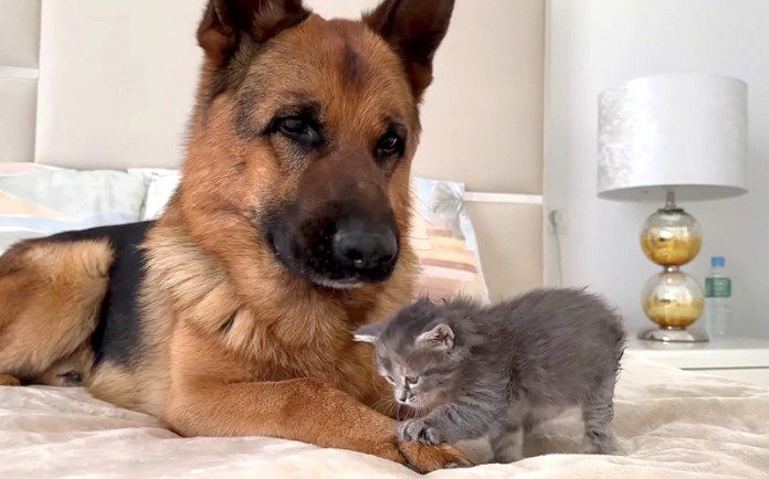 子猫とシェパード