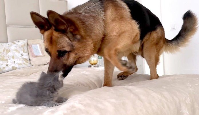 子猫が気になるシェパード