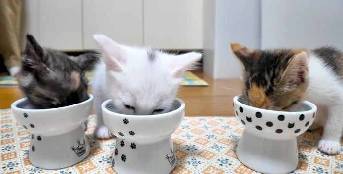 ご飯を食べる子猫達