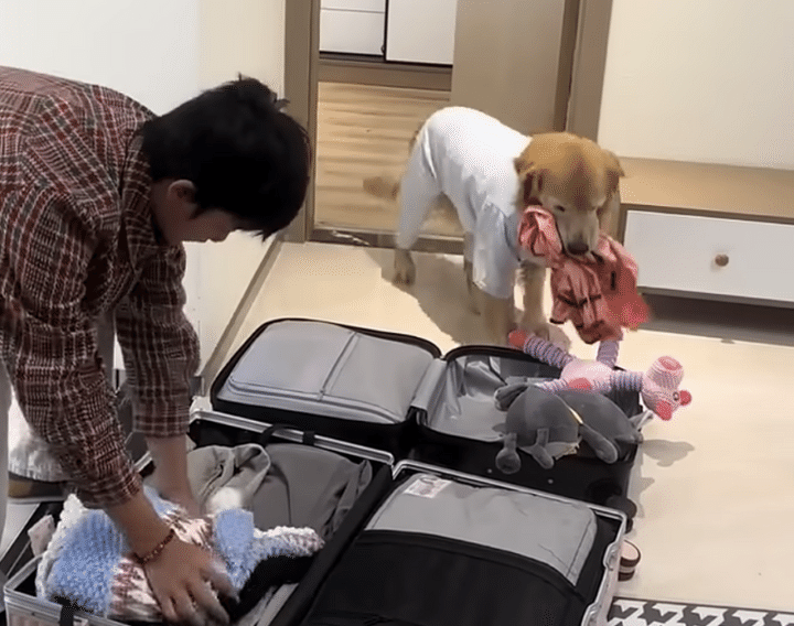 旅行の準備をしている犬さん、お気に入りのおもちゃをスーツケースに詰め込んで