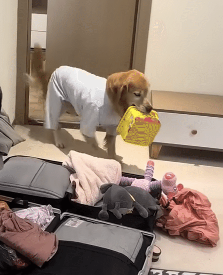 旅行の準備をしている犬さん、お気に入りのおもちゃをスーツケースに詰め込んで