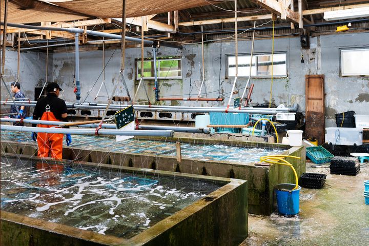 〈的矢かきテラス〉