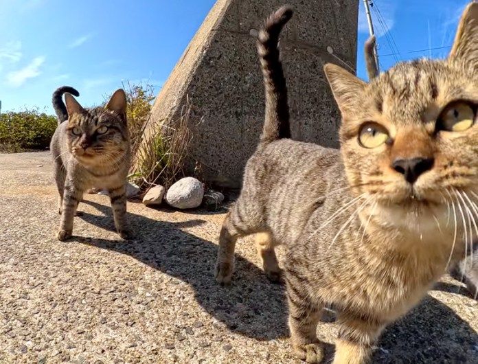 集まってくる猫達