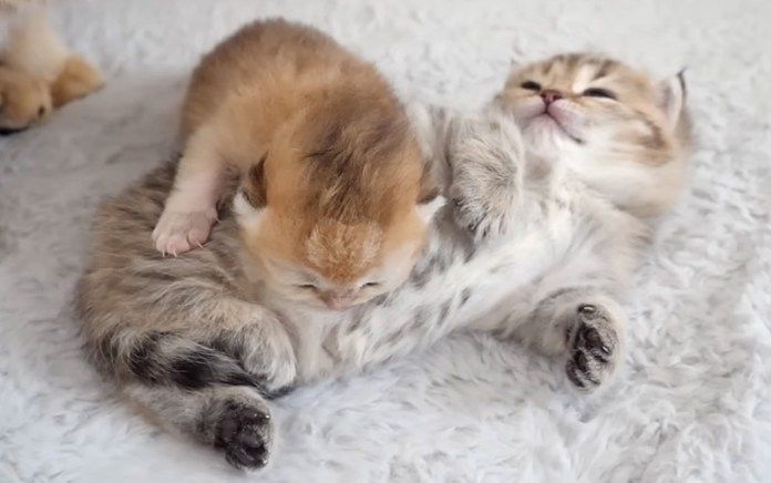 姉猫に寄り添う子猫