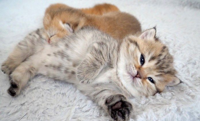 姉猫を枕にする子猫