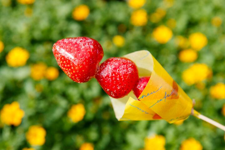 大阪・万博記念公園にある「ノイカフェ 万博入口前店」で名物の焼きたてカステラを♪