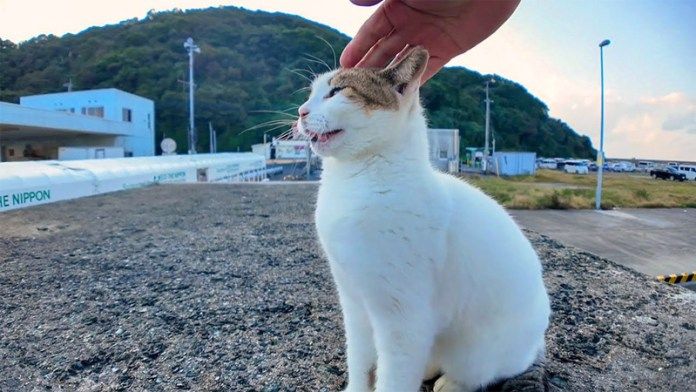 撫でられる猫