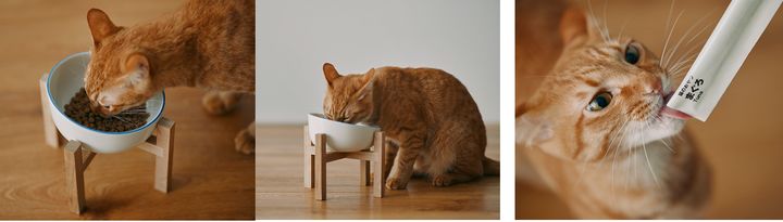 俺たちの無印良品が猫に対応、公式シンプル猫グッズを発表