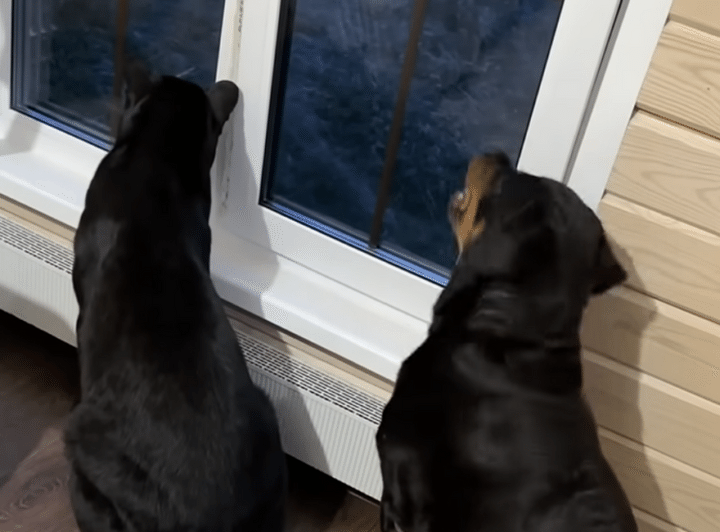 飼い主の帰りを待つ、黒豹さん。 行動がだんだん犬っぽくなってる？