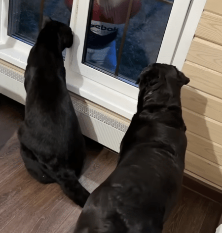 飼い主の帰りを待つ、黒豹さん。 行動がだんだん犬っぽくなってる？