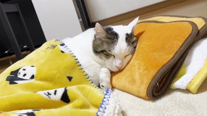 布団を掛けて眠る猫