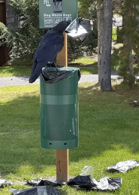 賢すぎて困っちゃうなぁ、イタズラ好きなカラスのポイ捨て！