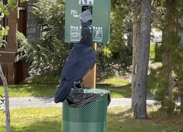 賢すぎて困っちゃうなぁ、イタズラ好きなカラスのポイ捨て！