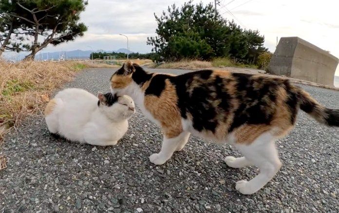 仲良しな猫の親子