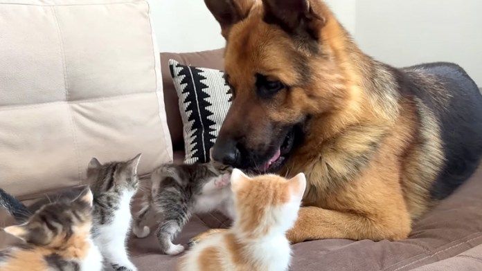 子猫達のことが気になる犬