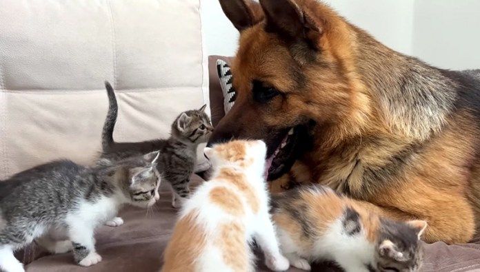 猫達のことが気になる犬