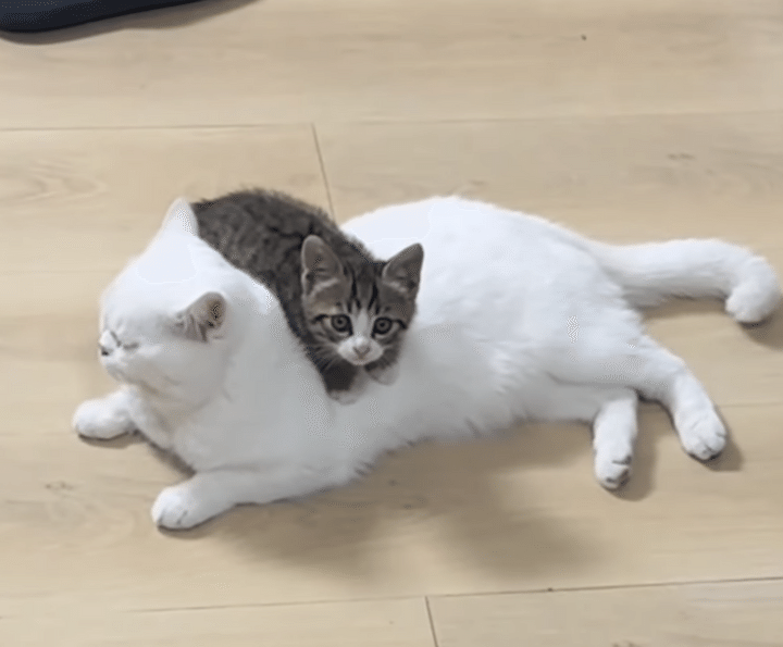 子猫「先輩あたたか〜い！」 背中にぴったりくっついて離れない♡