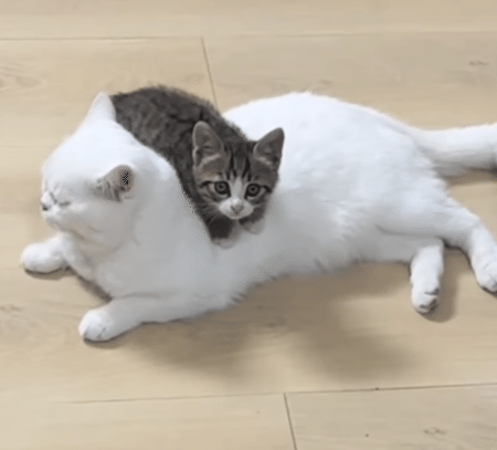 子猫「先輩あたたか〜い！」 背中にぴったりくっついて離れない♡