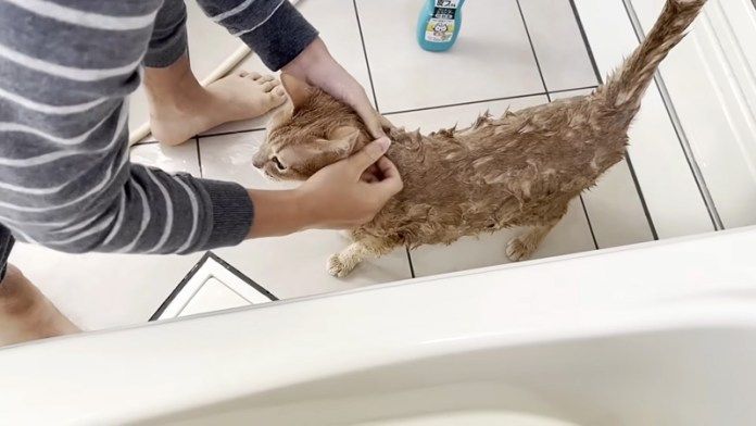 お兄ちゃんに洗われる猫