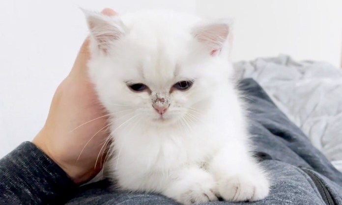 ナデナデされる子猫