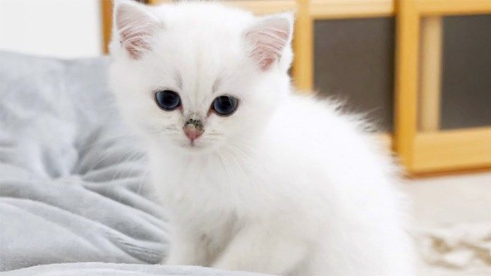 フミフミする子猫