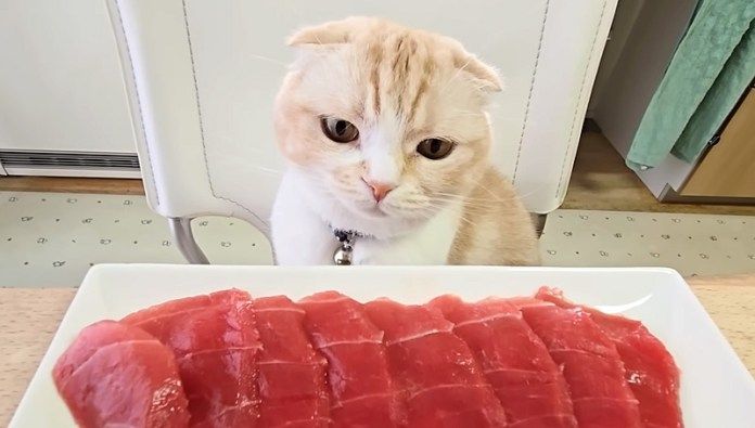 マグロが気になる猫