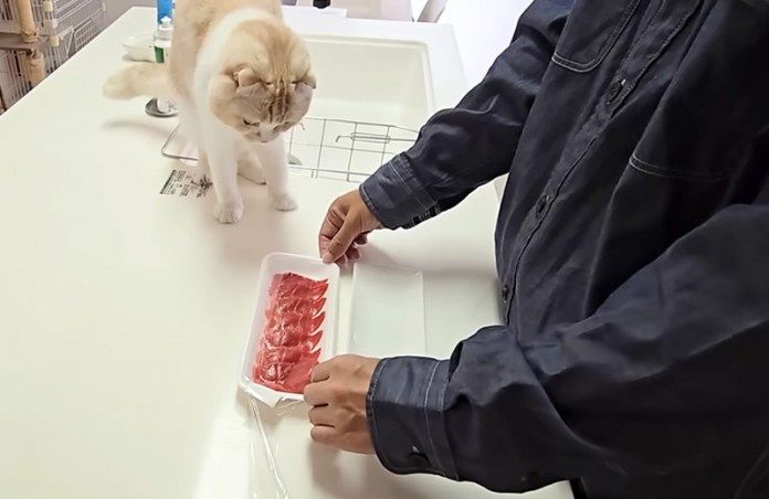 マグロが気になる猫